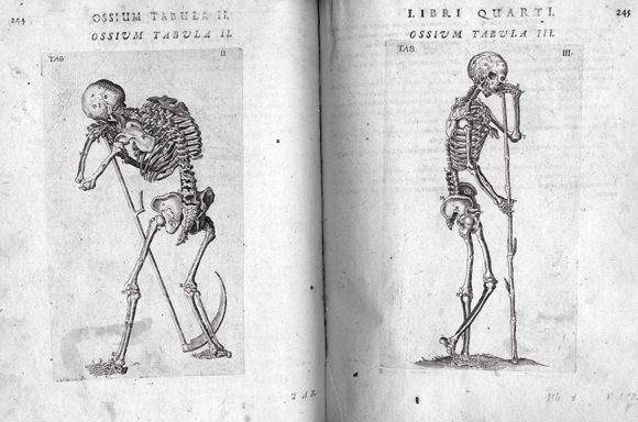 zkielety z atrybutami śmierci – tablice anatomiczne, miedzioryty z druku: Bauhin Caspar, Vivae imagines partium corporis humani aeneis formis expressae &ex theatro anatomico…, 1620 Muzeum Mikołaja Kopernika we Fromborku
